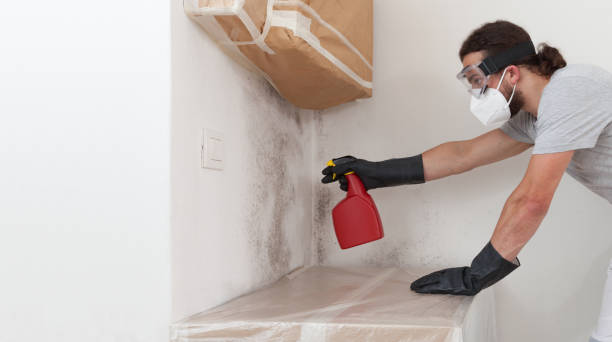 Professional Basement Mold Removal technician working in Ridgewood, IL