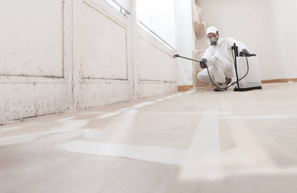 24/7 Emergency Basement Mold Removal experts in Ridgewood, IL