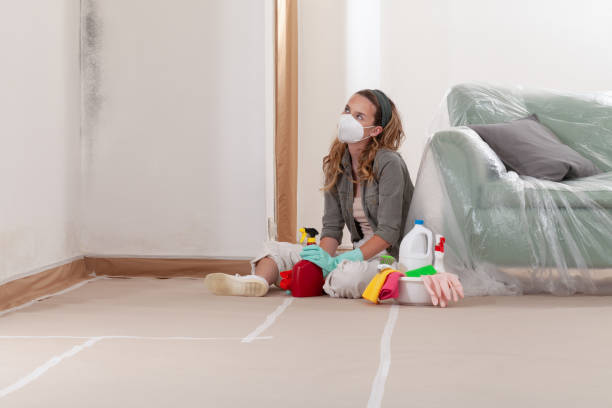 Reliable Basement Mold Removal contractor in Ridgewood, IL by Cheap Mold Removal