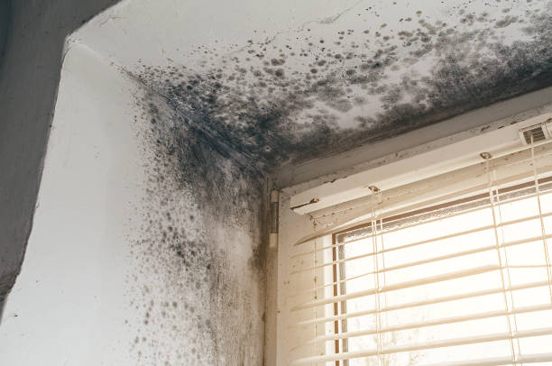 Affordable Basement Mold Removal solutions in Ridgewood, IL