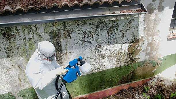Top rated local Basement Mold Removal specialists in Ridgewood, IL